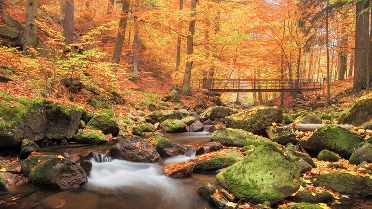 Bosco, ruscello, autunno