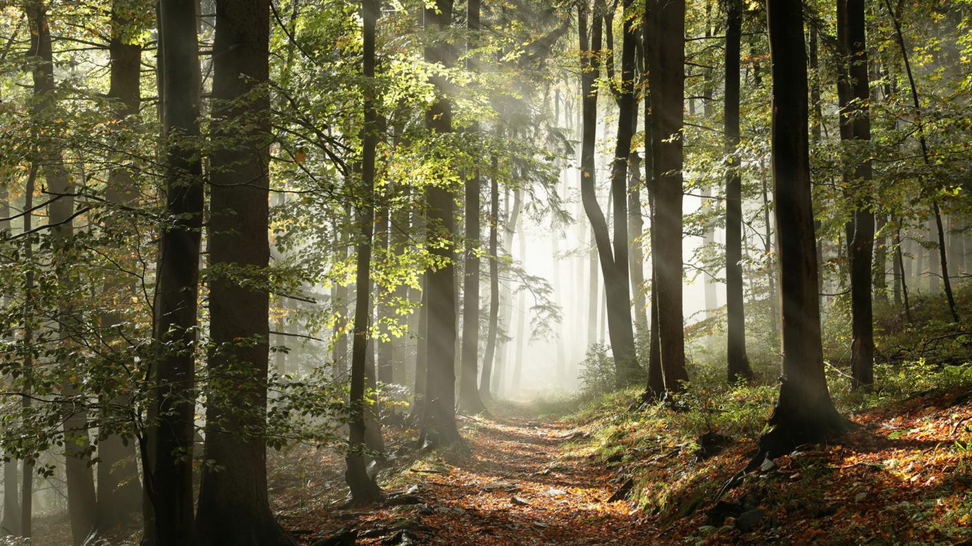 sentiero bosco, tumore, rinascere