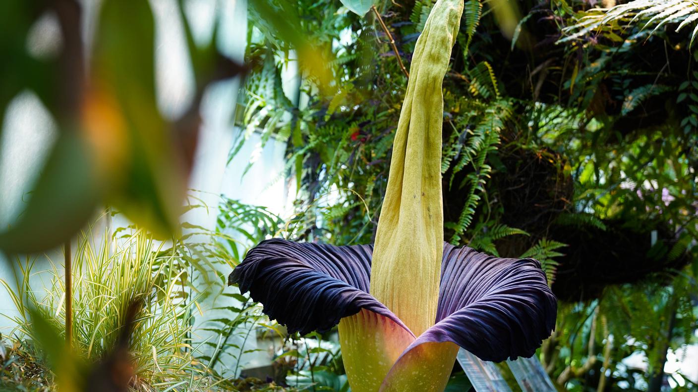 Titan Arum