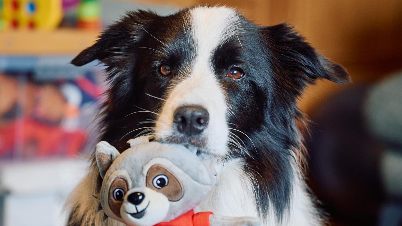 Border Collie