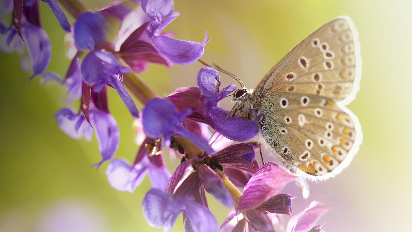 farfalla, fiore