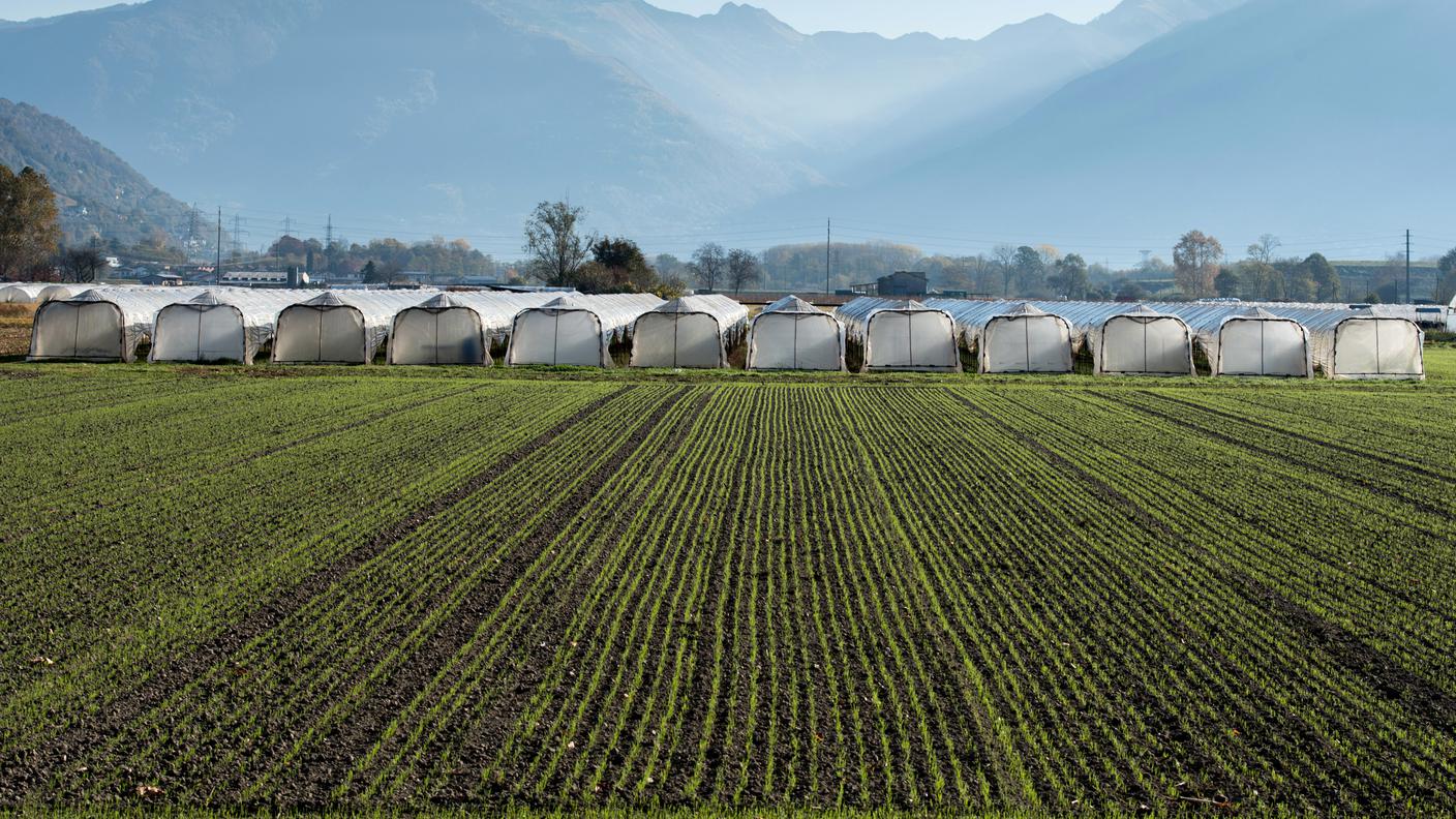 terra, agricoltori, Piano di Magadino
