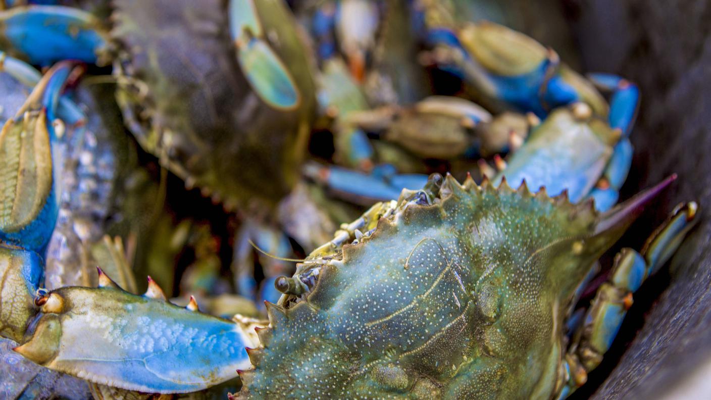 granchio blu 
