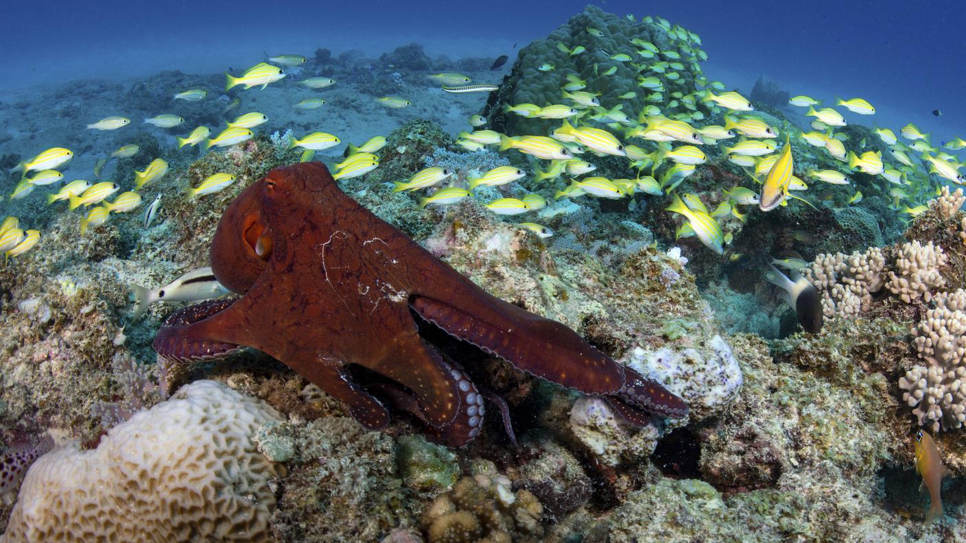 octopus