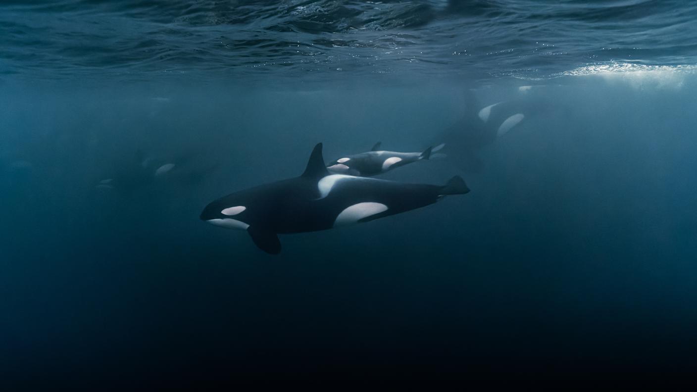 orca