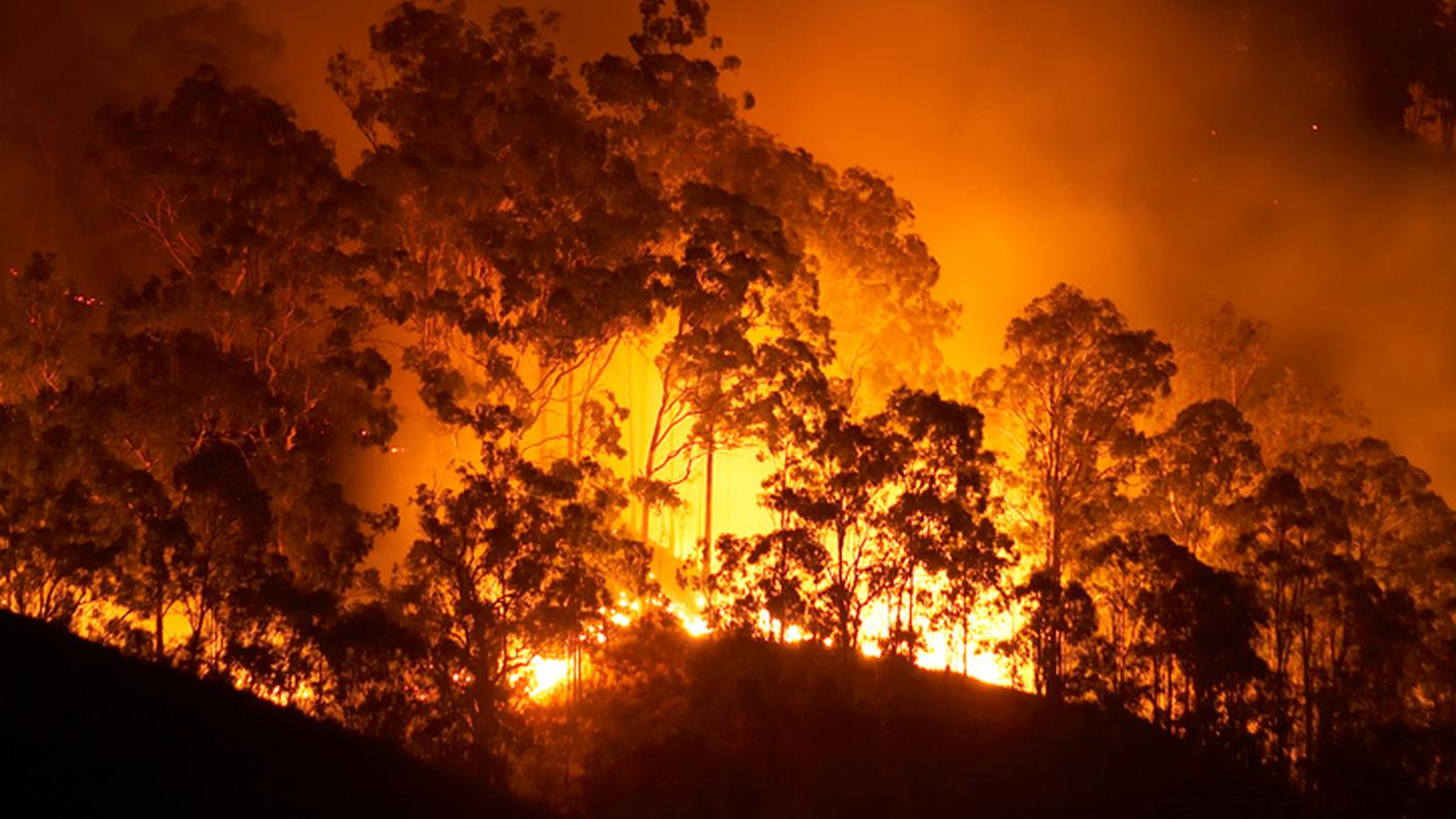 foresta in fiamme