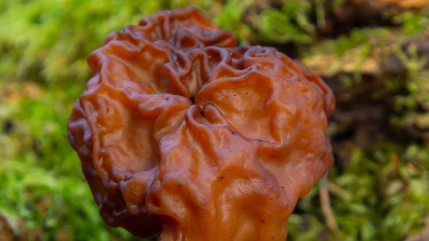 Gyromitra gigas
