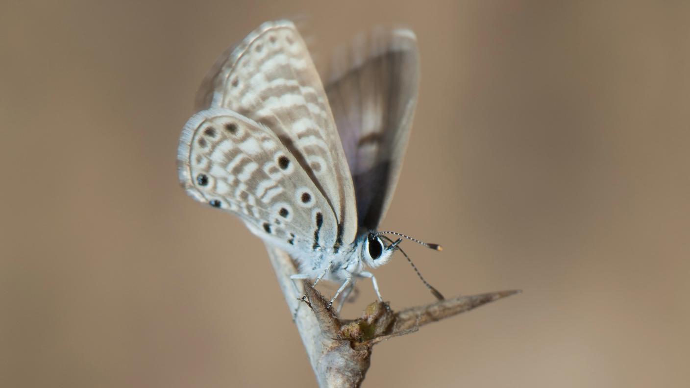 Lanterna Maculata.jpg