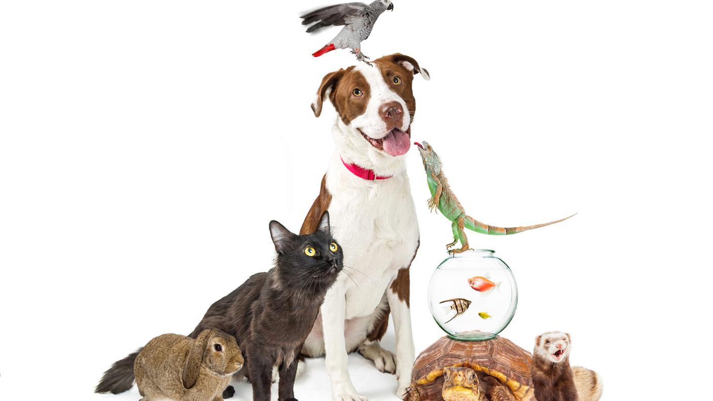 animali domestici, cane, gatto, pesce, coniglio, criceto, tartaruga, salamandra