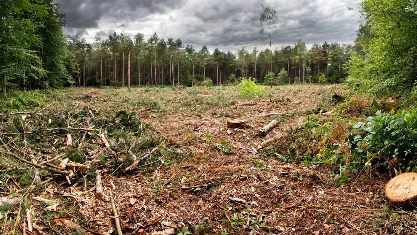 desertificazione, tagliare alberi, foreste, boschi