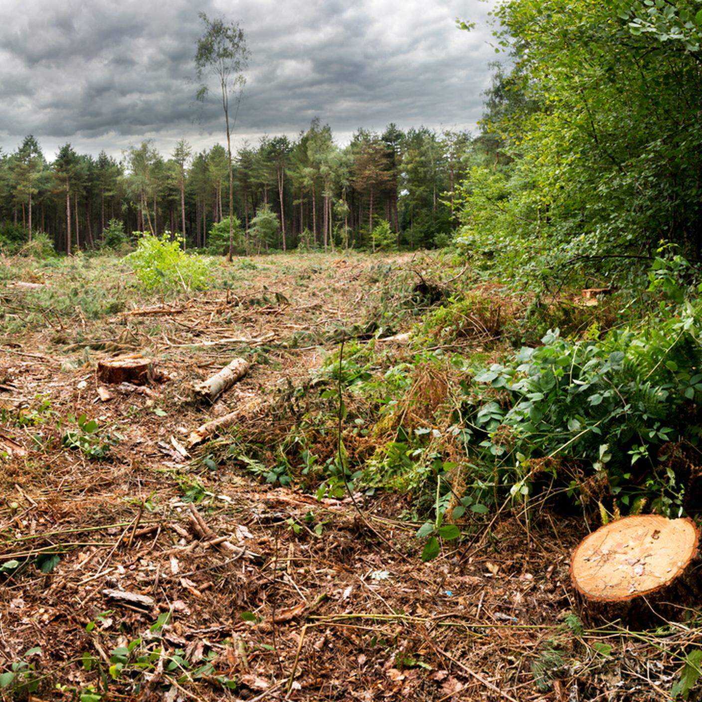 desertificazione, tagliare alberi, foreste, boschi