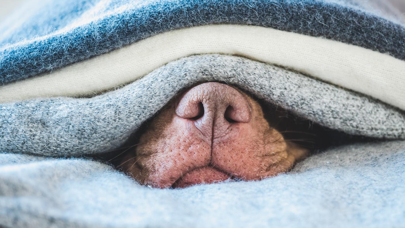 iStock-Cane, letto naso