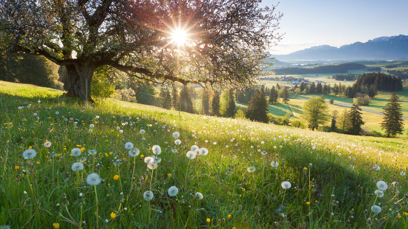 Erbe e fiori di stagione