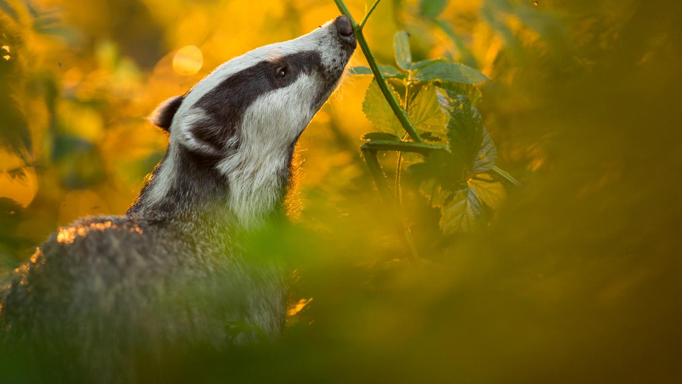 tasso, mustelide, animale