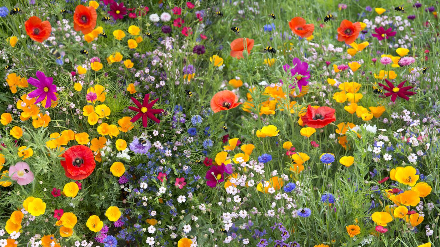 biodiversità, prato fiori, insetti