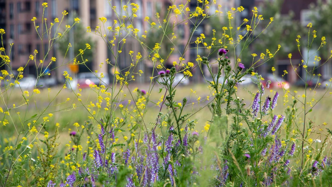 natura urbana e biodiversità