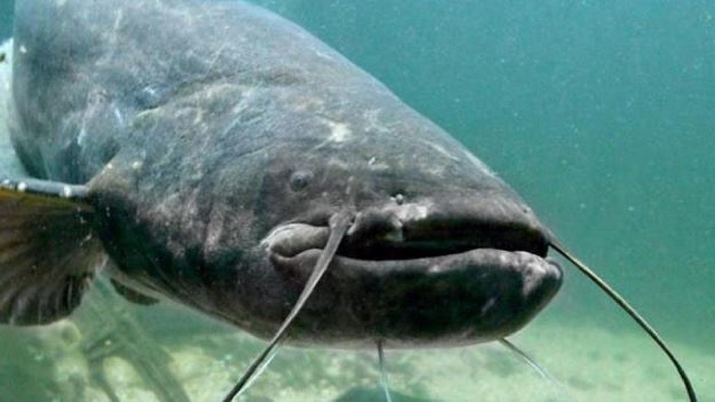 Il pesce siluro