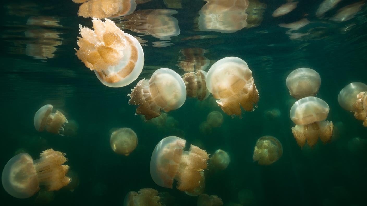 meduse, lago