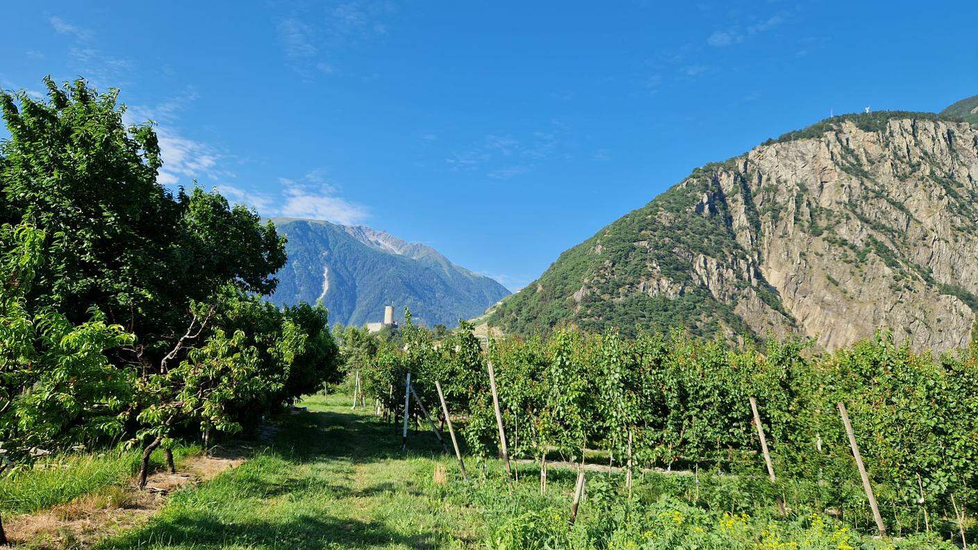 Millevoci Top Suisse a l'Abricot du Valais