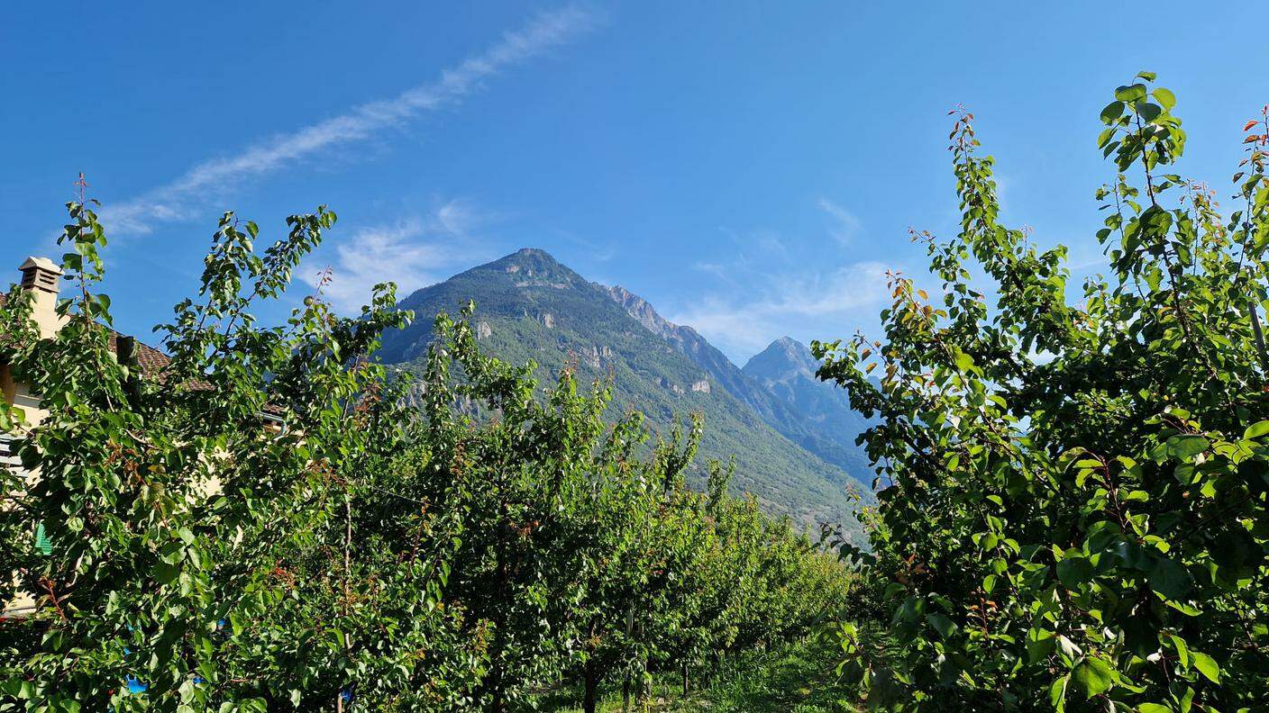 Millevoci Top Suisse a l'Abricot du Valais
