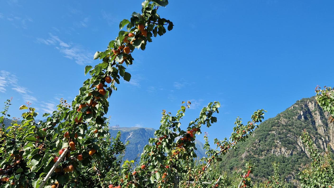 Millevoci Top Suisse a l'Abricot du Valais