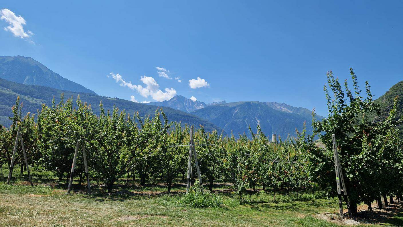 Millevoci Top Suisse a l'Abricot du Valais, campo prova con una decina di varietà