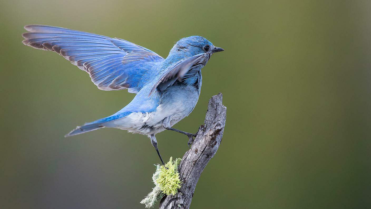 uccello blu di montagna che costruisce un nido e vola a Yellowstone