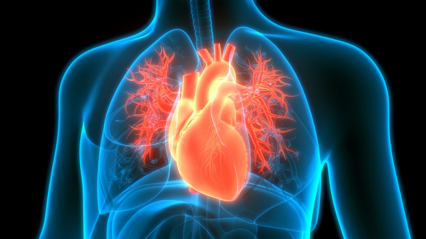 cuore umano, anatomia