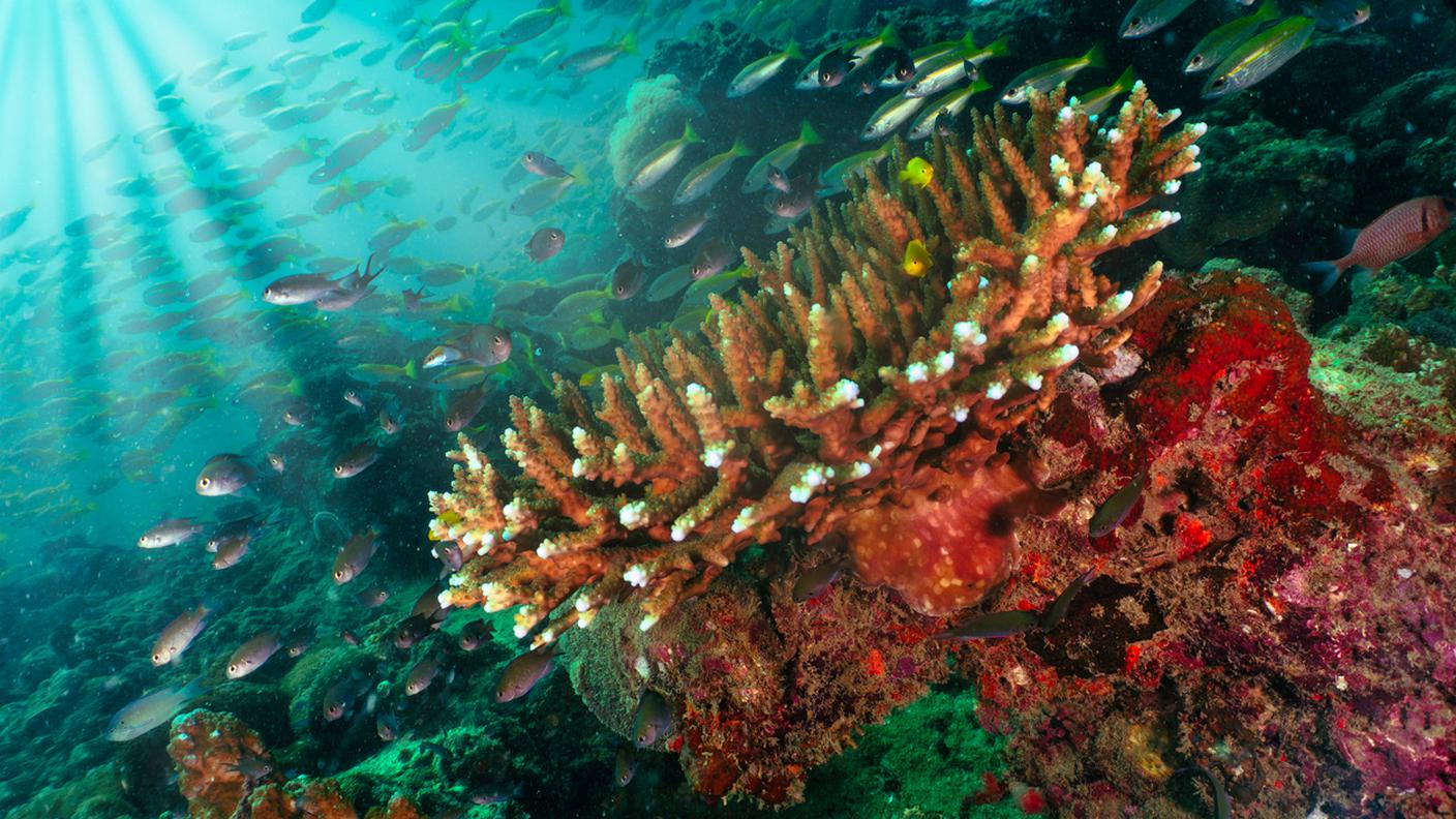oceano, barriera corallina, pesci, Isole Phi Phi