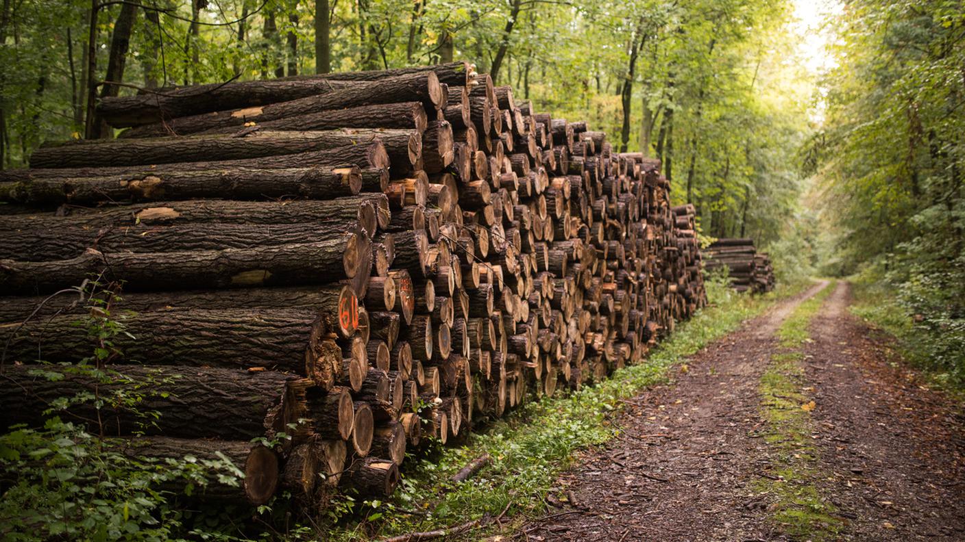 Foresta, Ceppo, Legno, Catasta, bosco