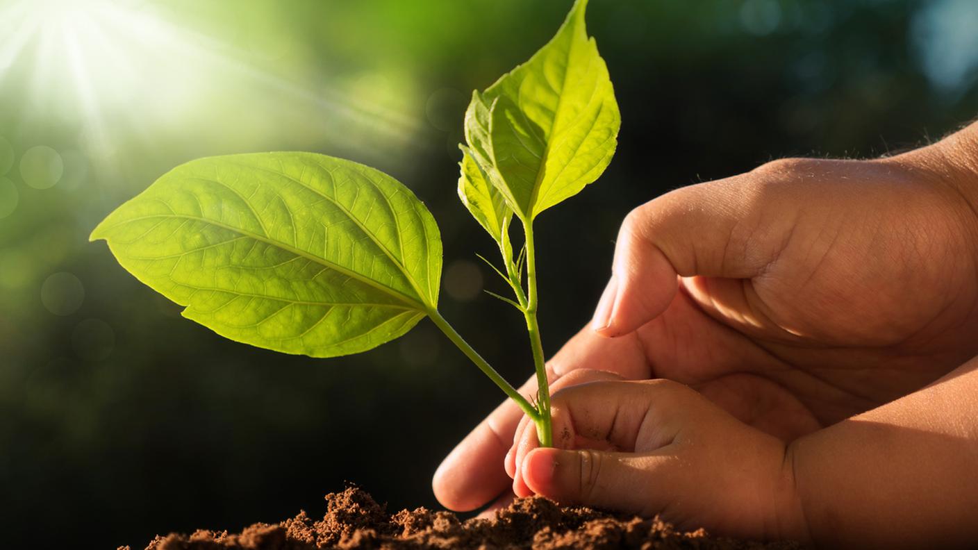 Terra, pianta, bambino, adulto, piantare, natura ambiente, Flora, Giardino pubblico, Primavera, Seme, Stagione