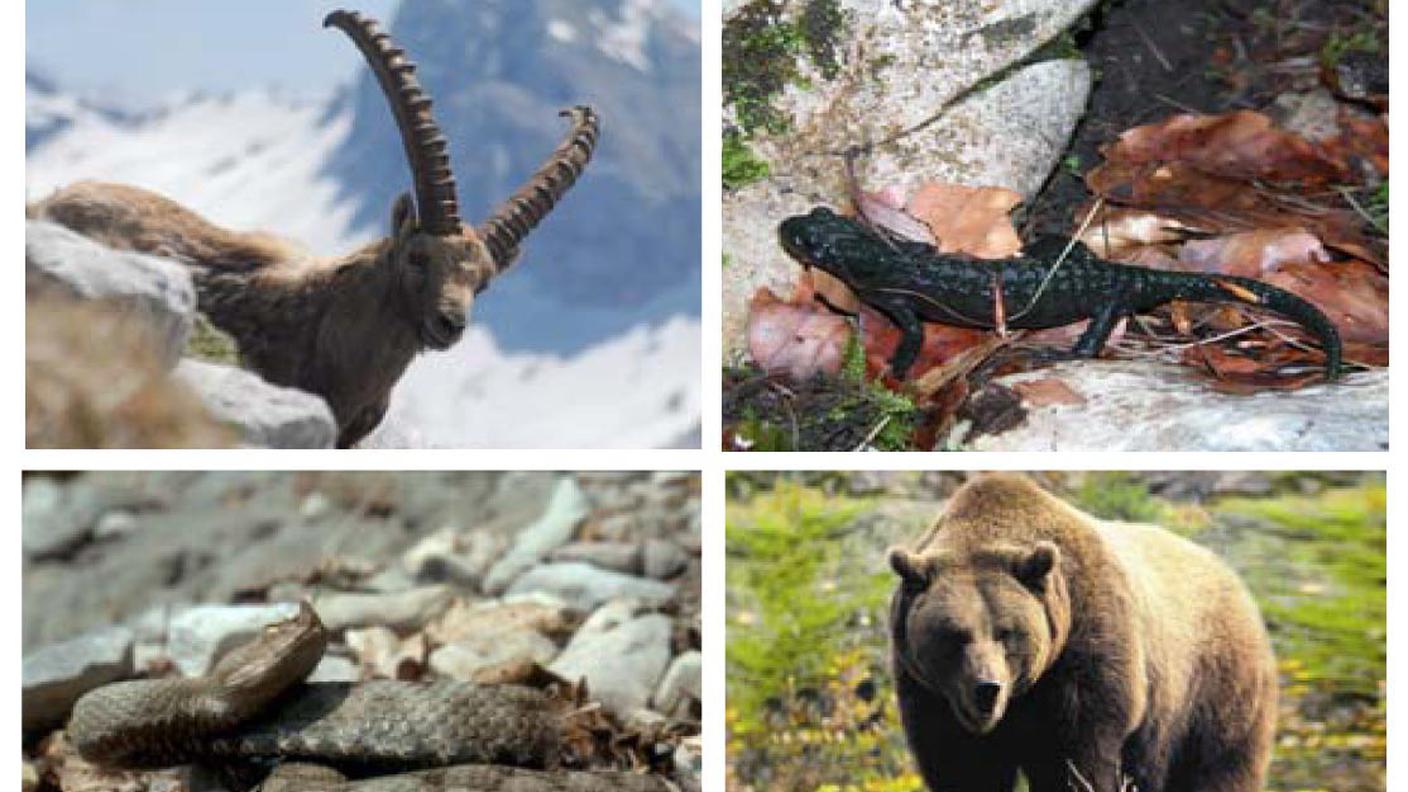 biodiversità alpi giulie