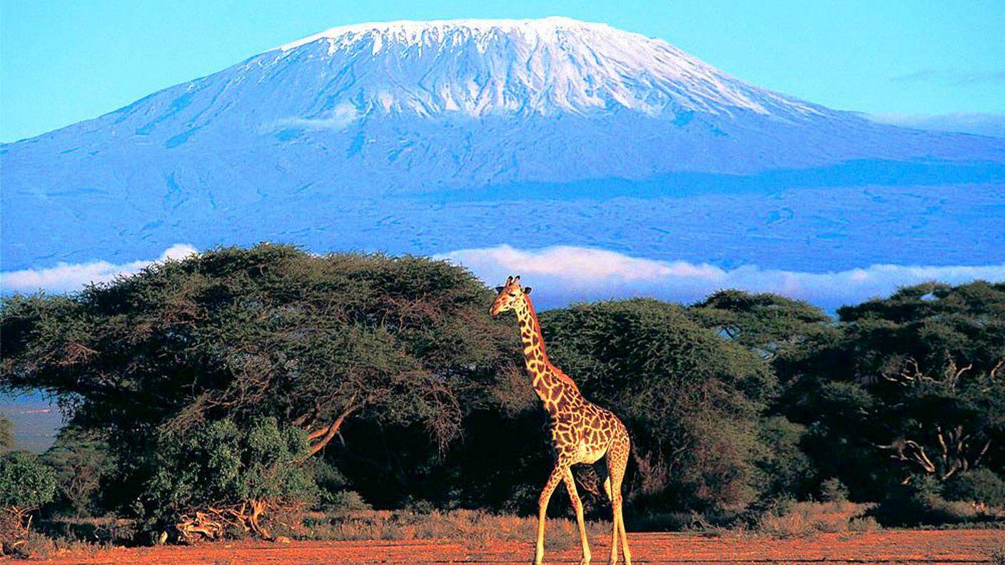 Kilimanjaro-Giraffe