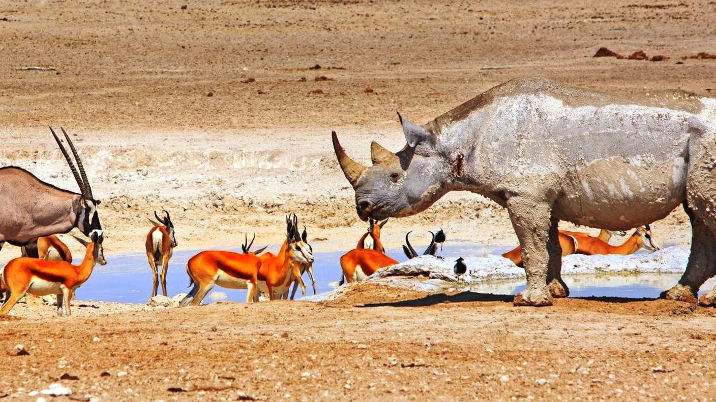 Etosha National Park Namibia.jpg