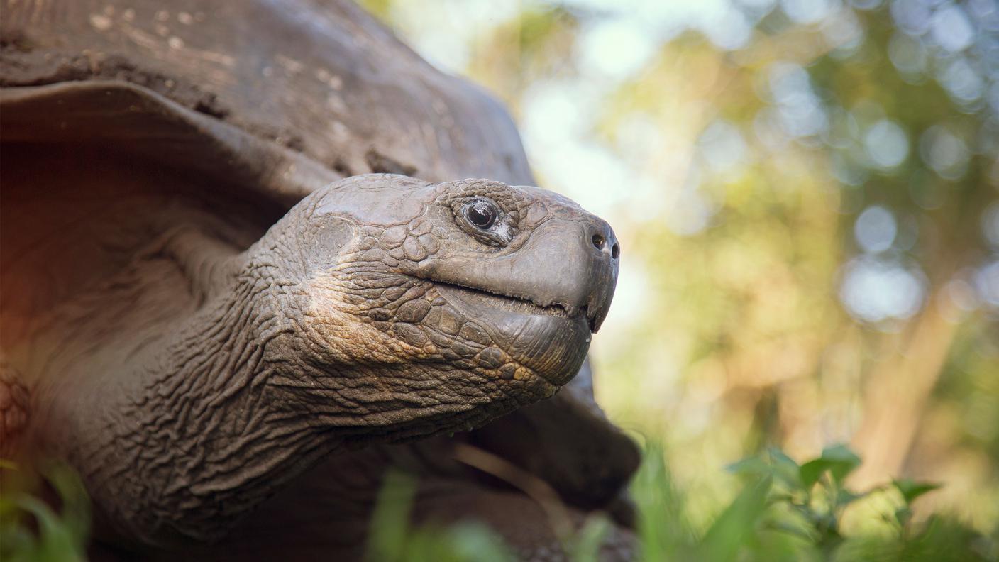 Galapagos1