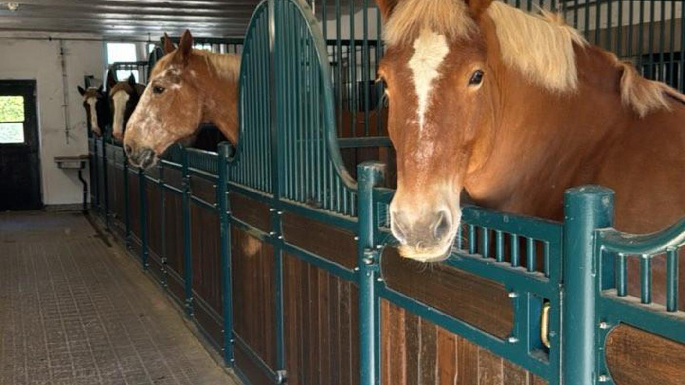 I cavalli usati per la gita in carrozza