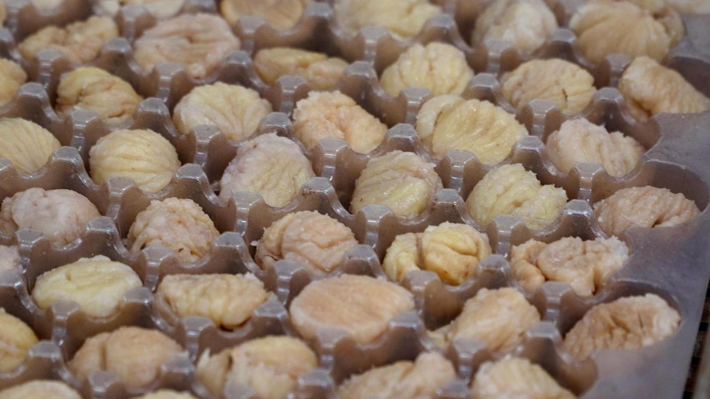Le castagne destinate alla preparazione dei marron glacé presso la Sandro Vanini SA di Rivera