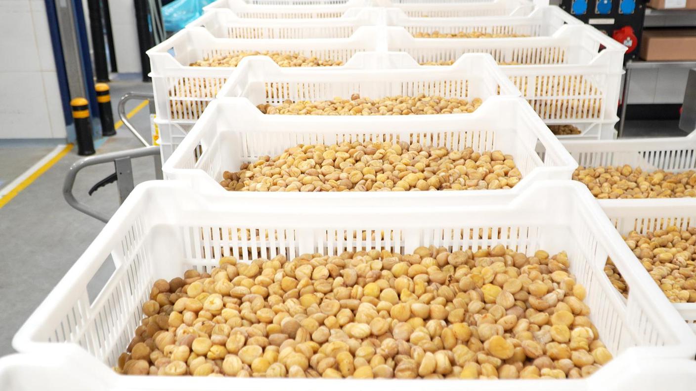 Le castagne destinate alla preparazione dei marron glacé presso la Sandro Vanini SA di Rivera
