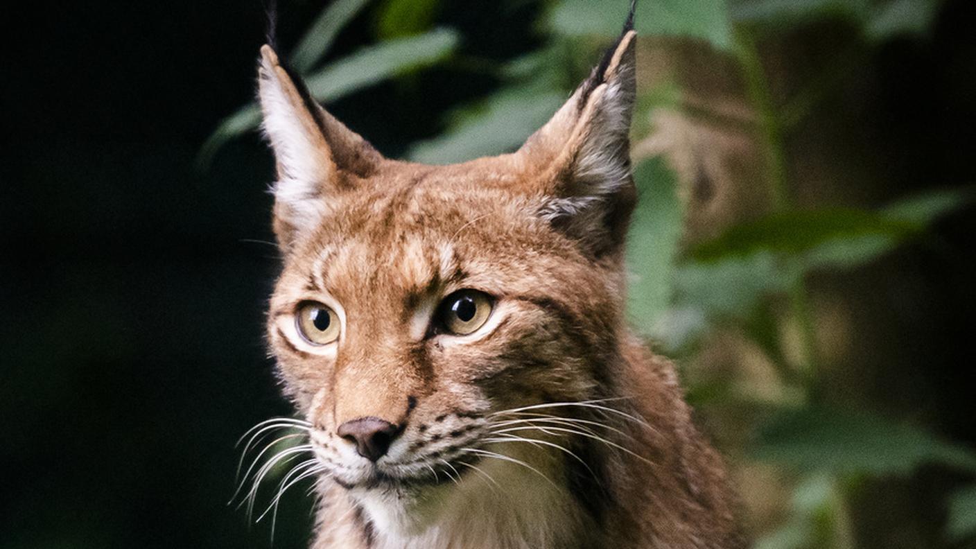 lince.jpg