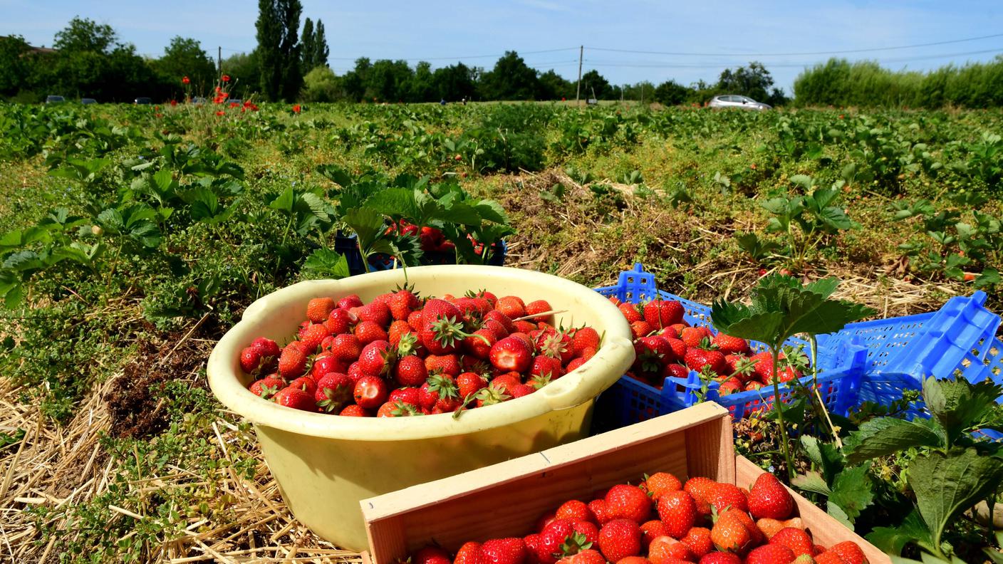 fragole, frutta