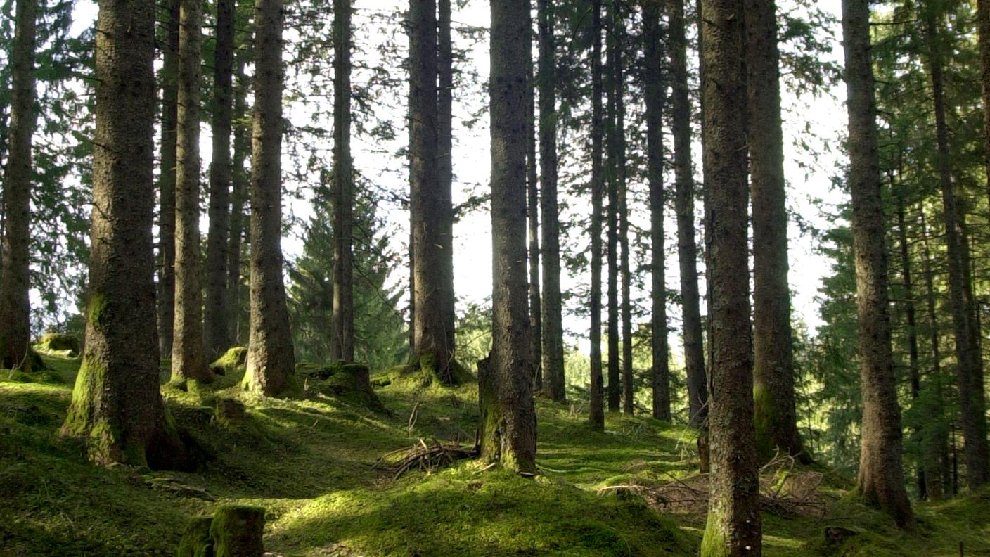 bosco di conifere.jpg