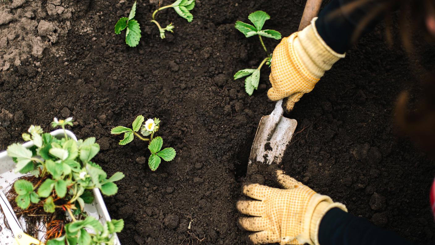 organic vegetable garden.jpg