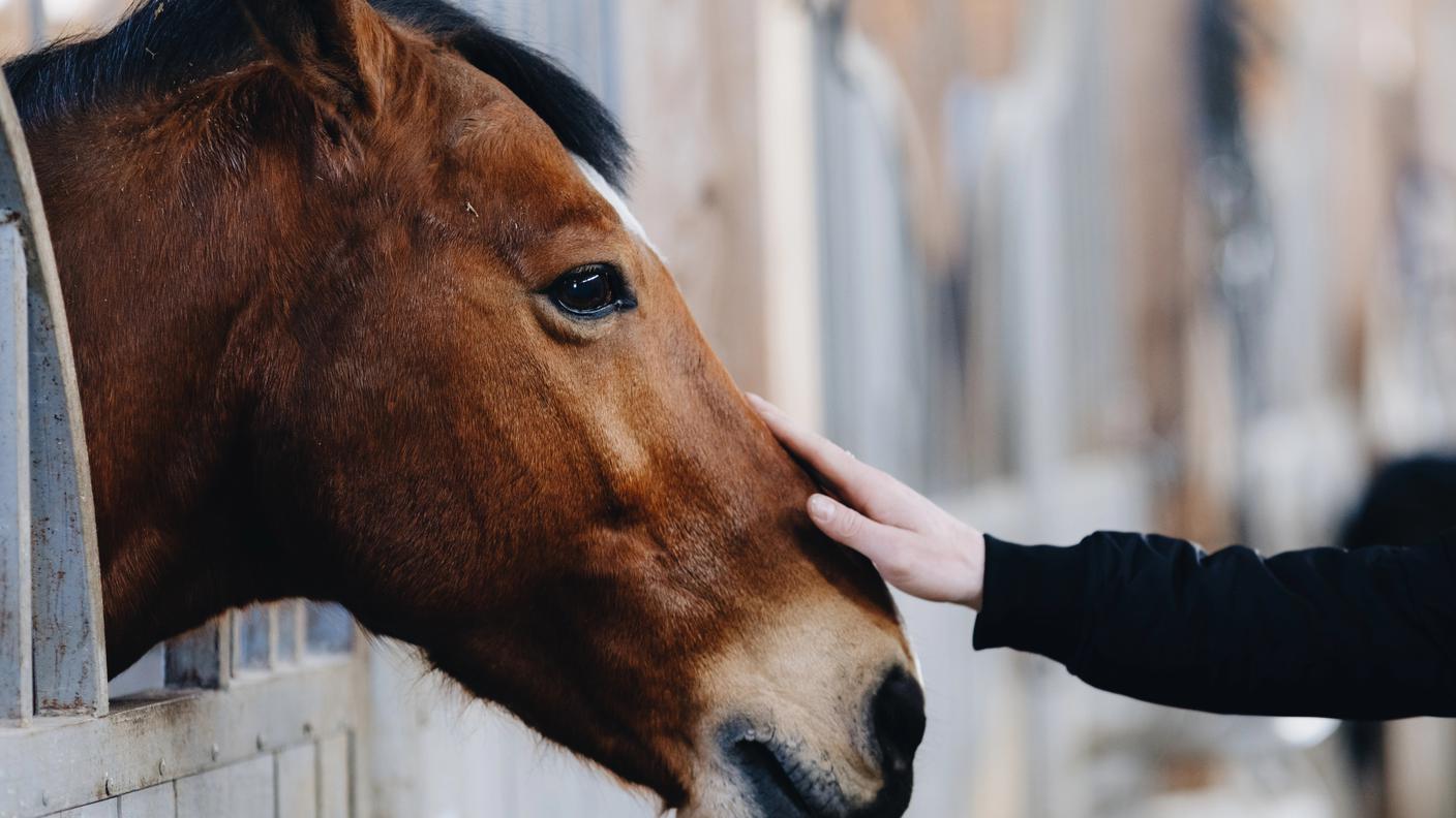 cavallo.jpg