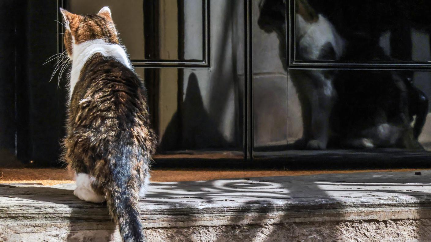gatto.jpg