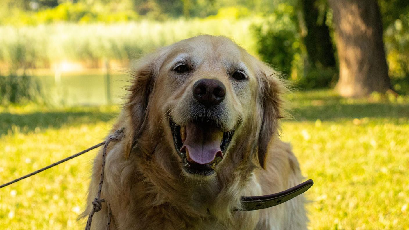 Golden retriver.jpg