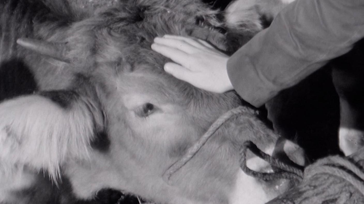 Fiera San Martino 1965, Il Regionale