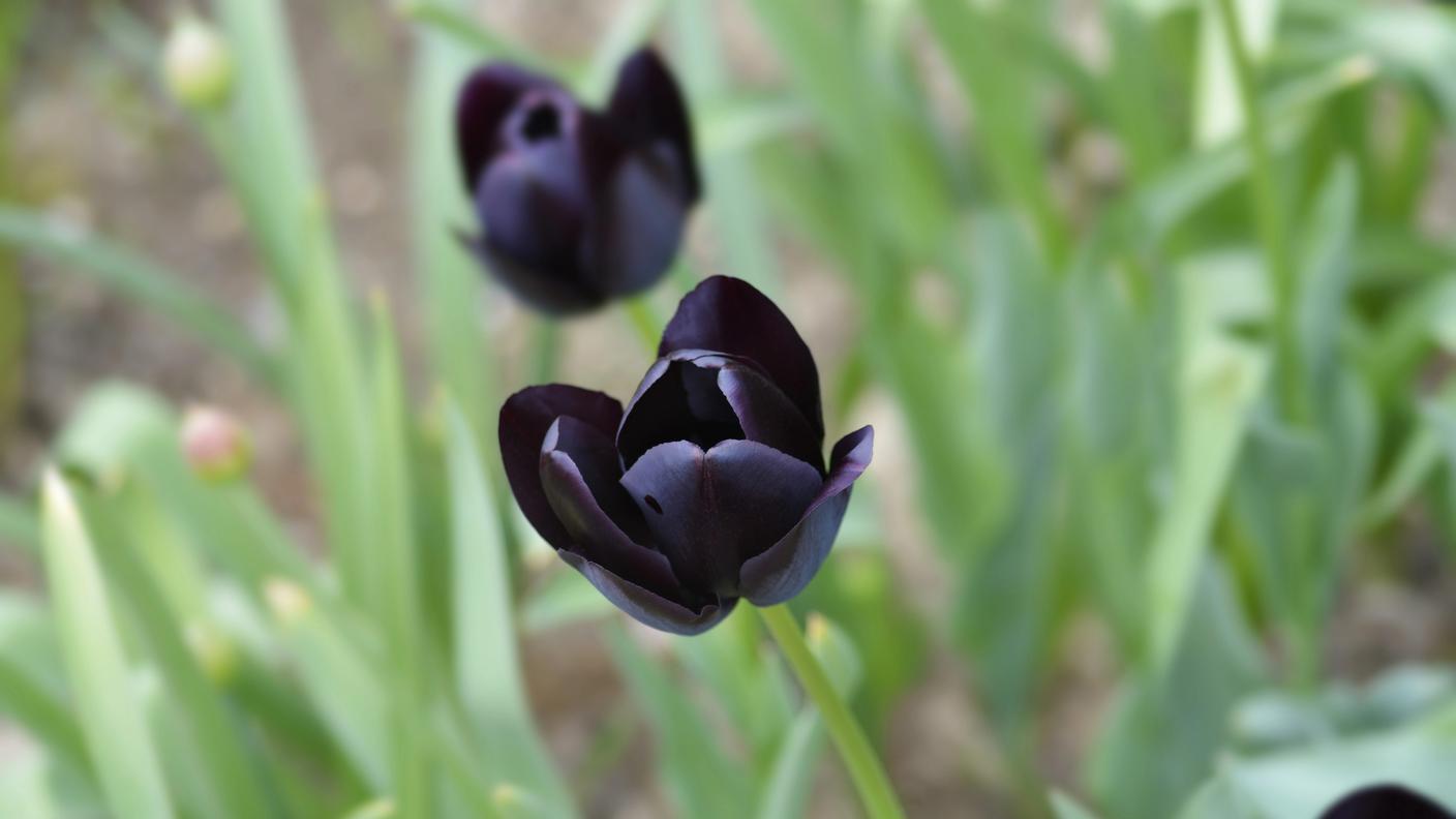 Tulipa Queen of Night, Tulipano nero