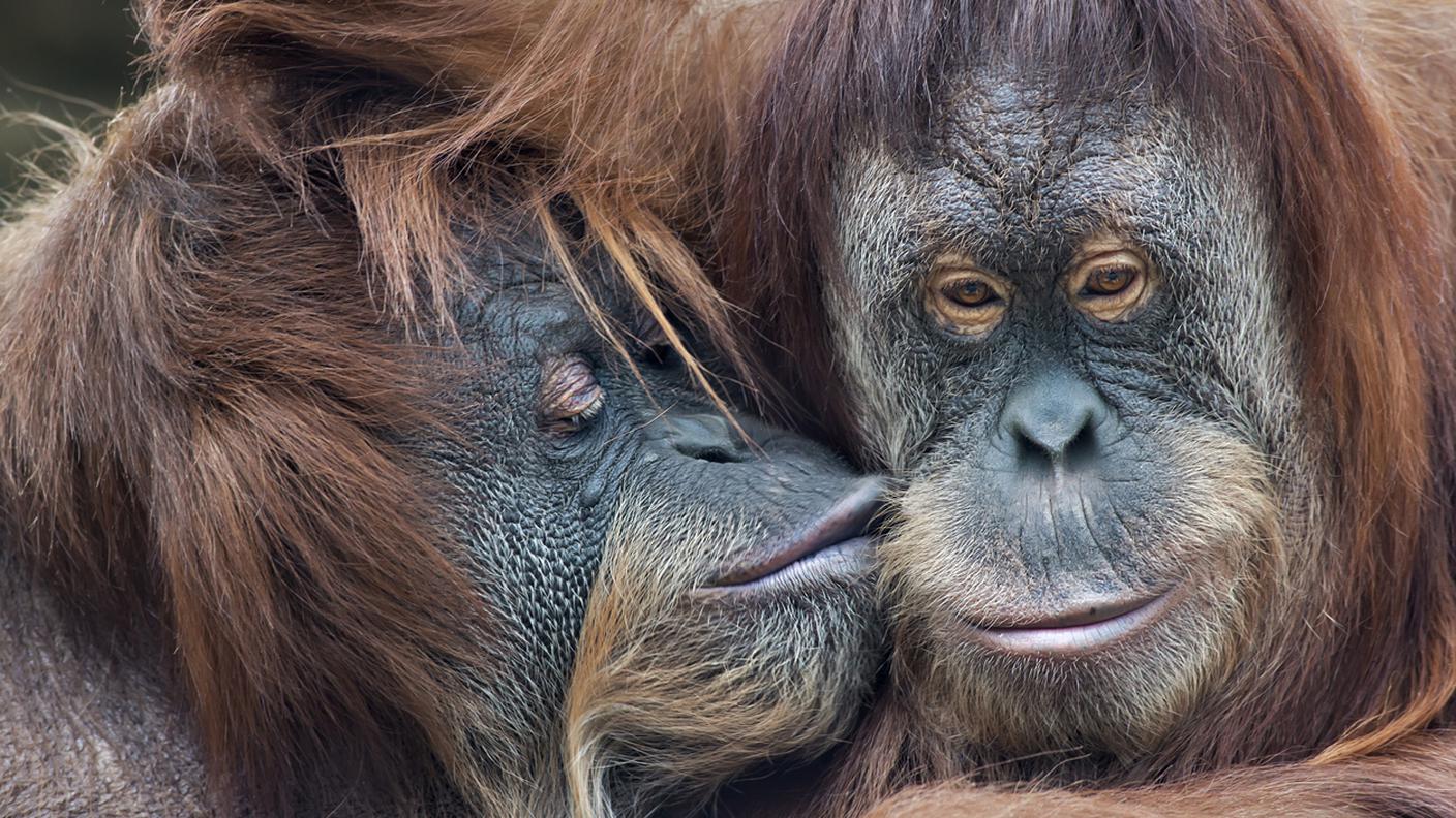 Bacio