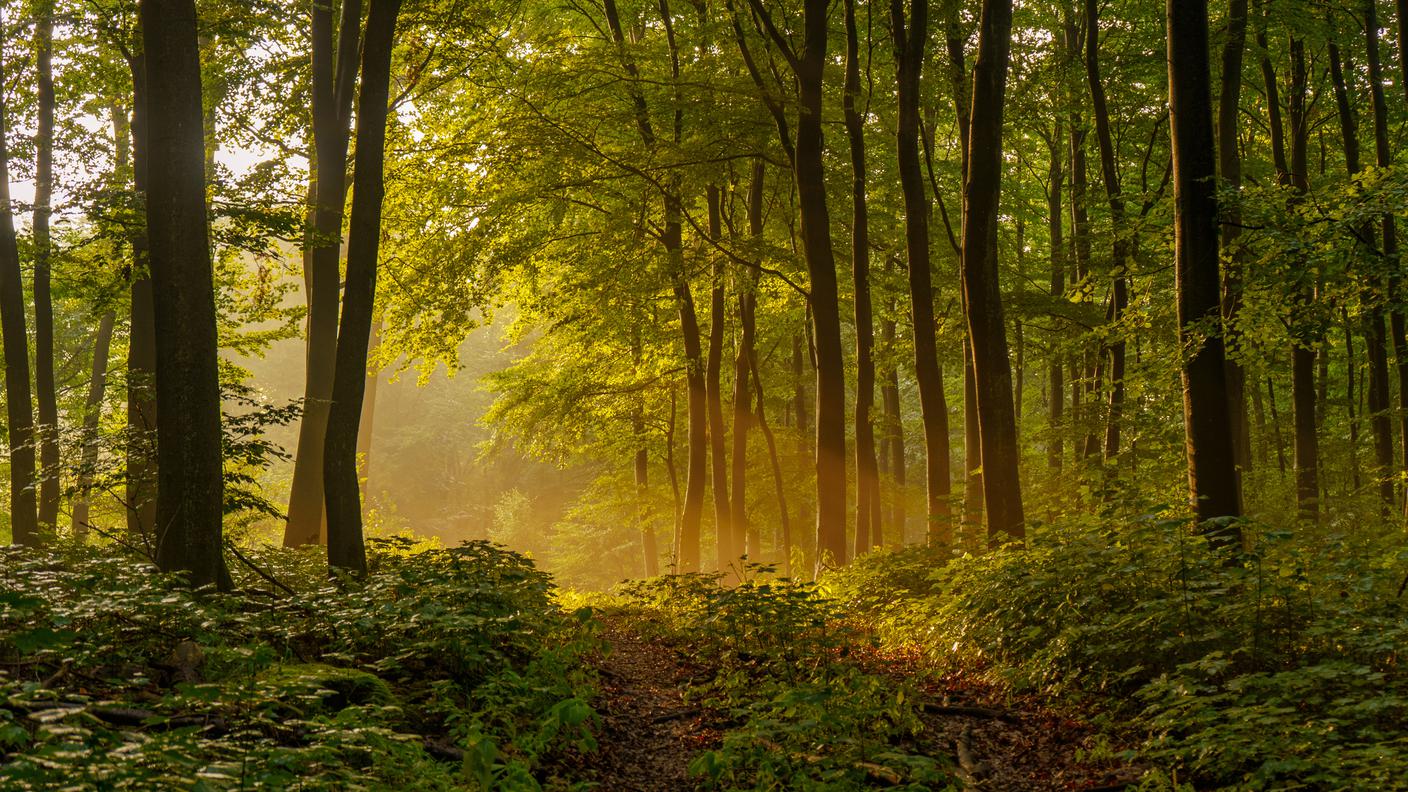 Foresta