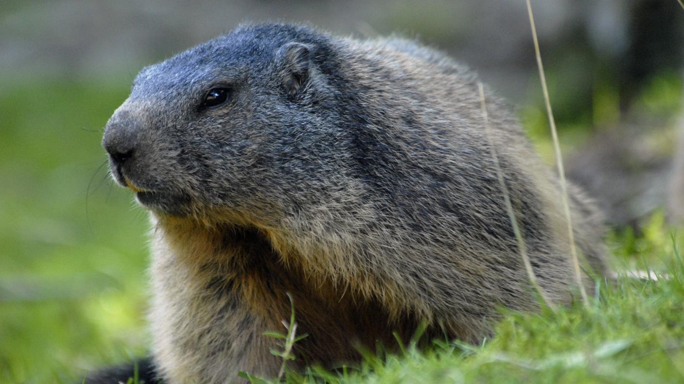 Marmotta